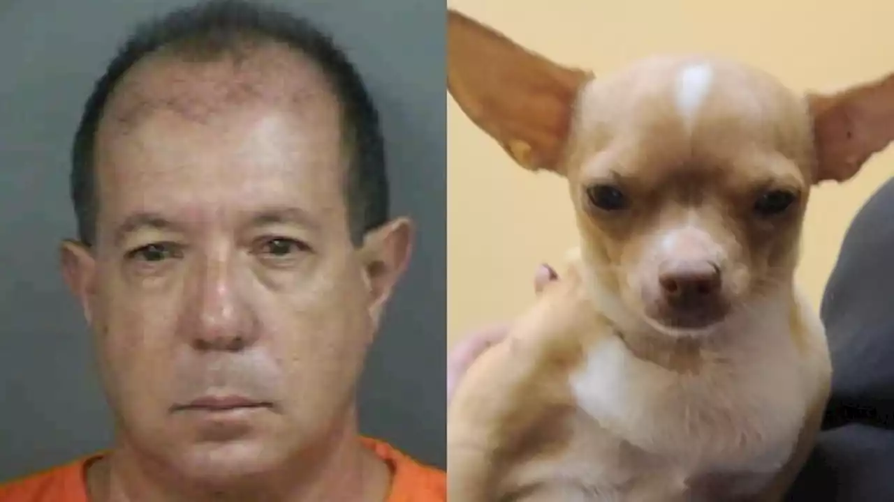 Un peluquero canino fue arrestado tras operar a una perra sin tener un título de veterinario y provocarle la muerte | En Florida