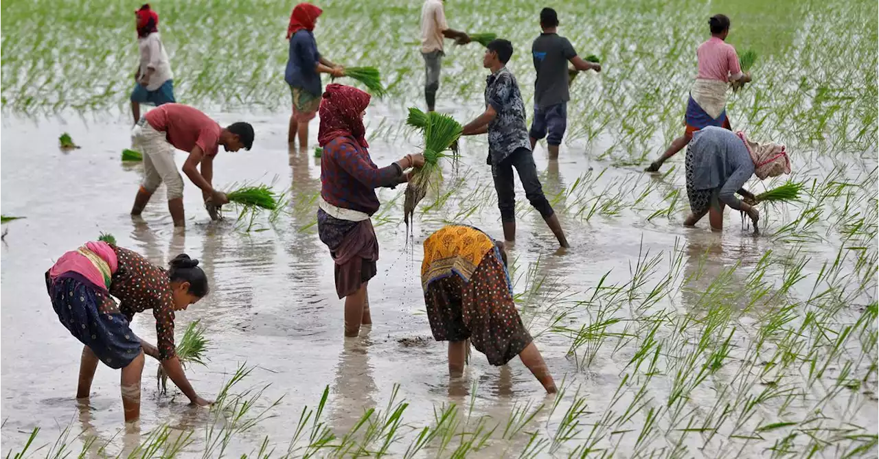 Indian rice planting accelerates with revival of monsoon rains