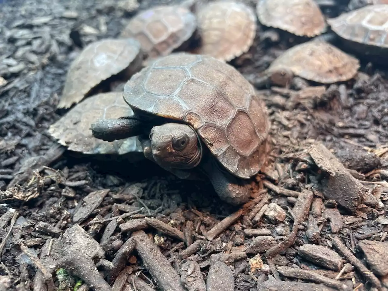 San Antonio Zoo hatches 22 critically endangered tortoises