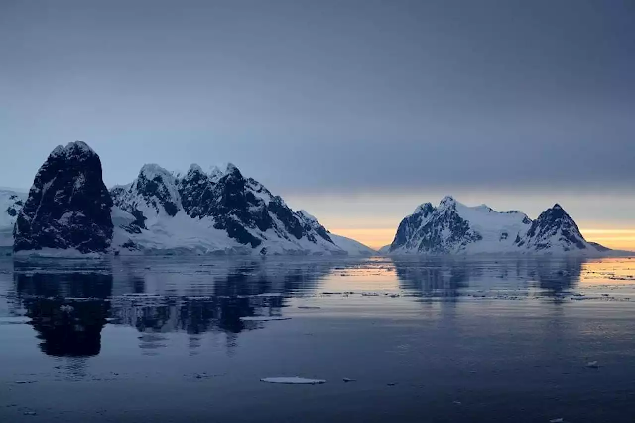 New sea creature with 20 arms and strawberry-like body found in Antarctic waters