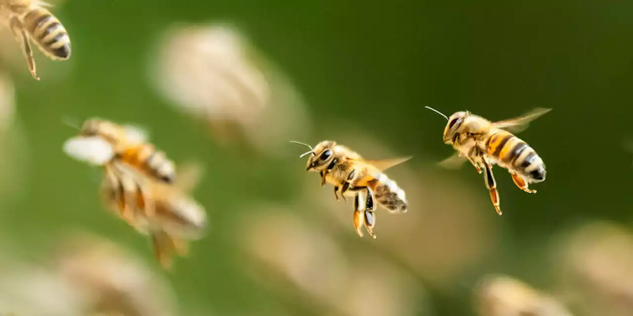 Die Geräusche des Ökosystems: Wenn die Natur das Maul aufreißt