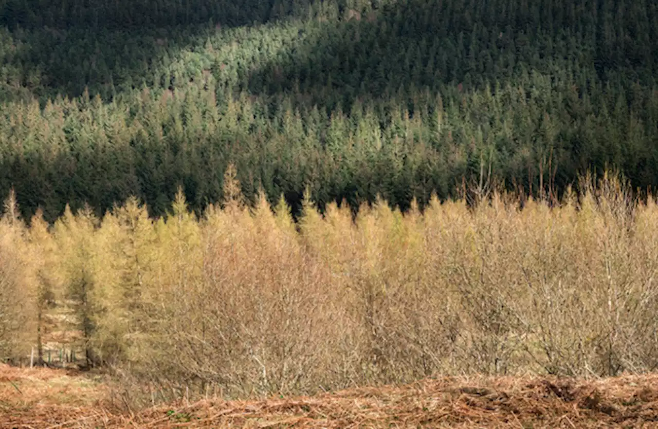 Forestry owner wins €1.4m tax battle with Revenue over €10m land sales