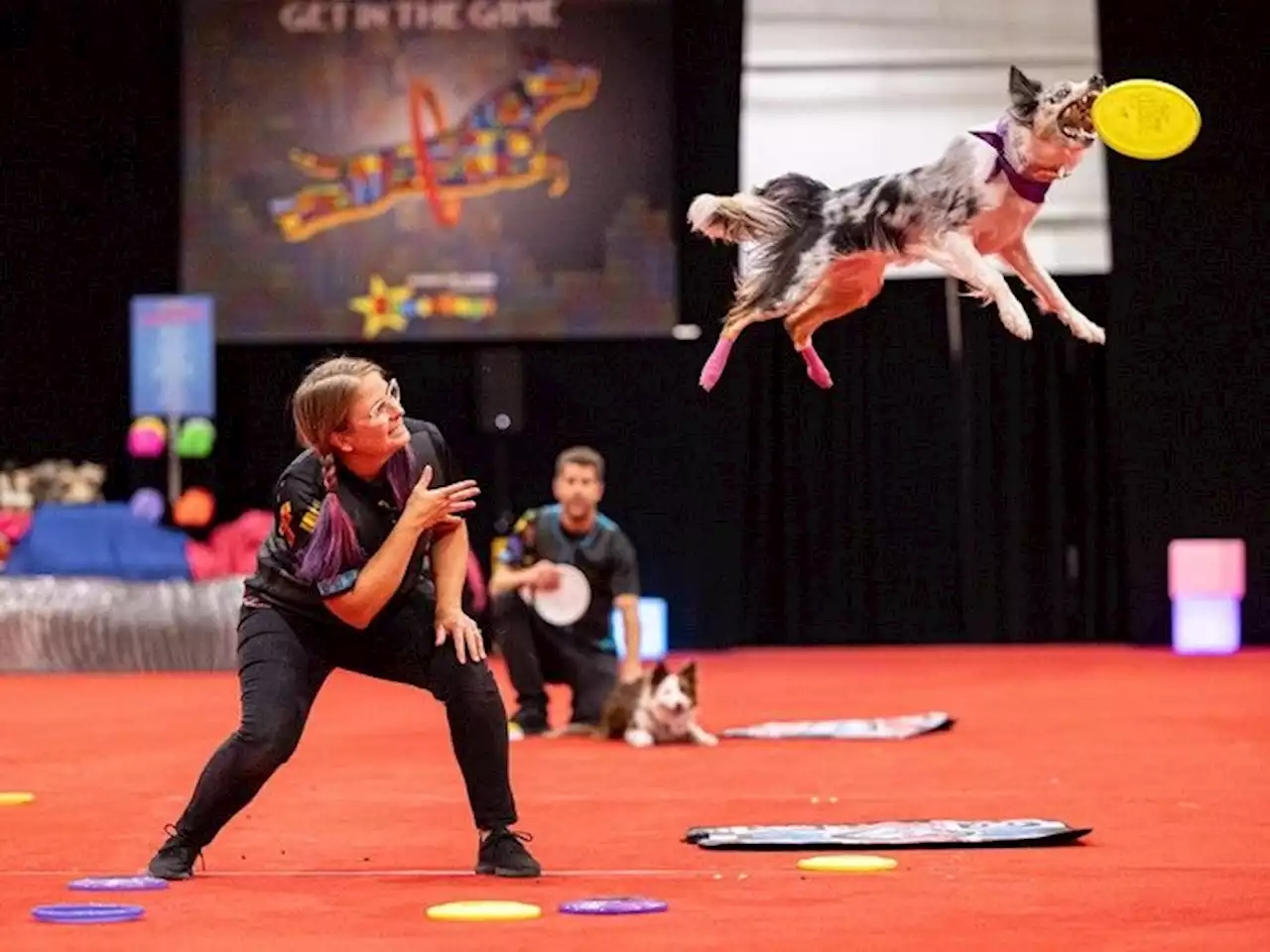 Barkade: Superdogs celebrate video games at the Saskatoon Ex