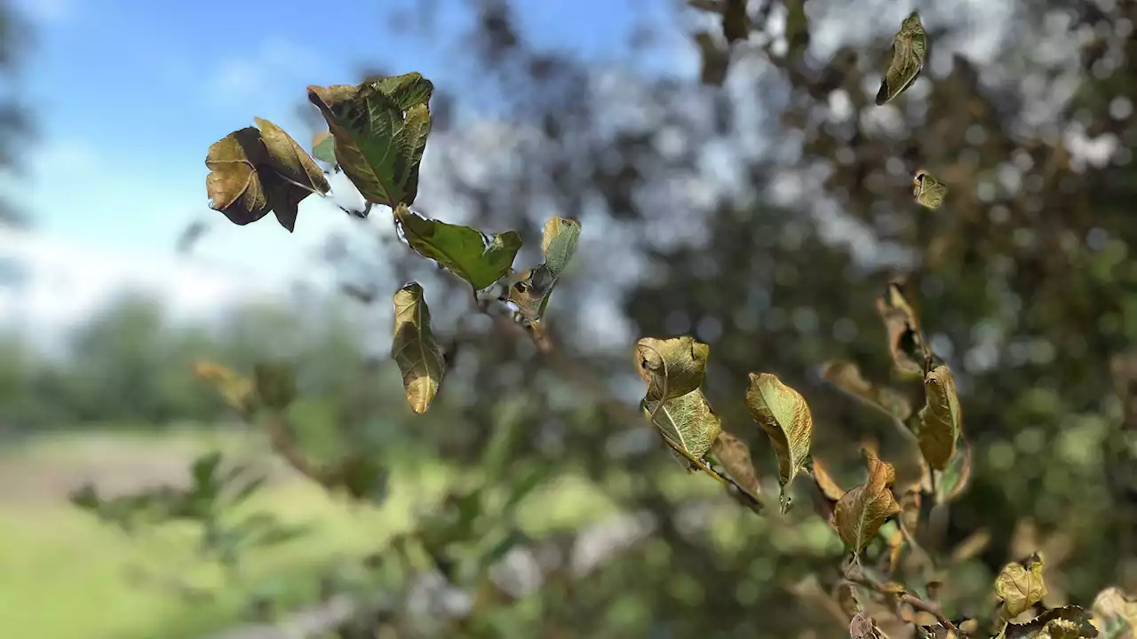 Efterårsblade i august? Her er forklaringen