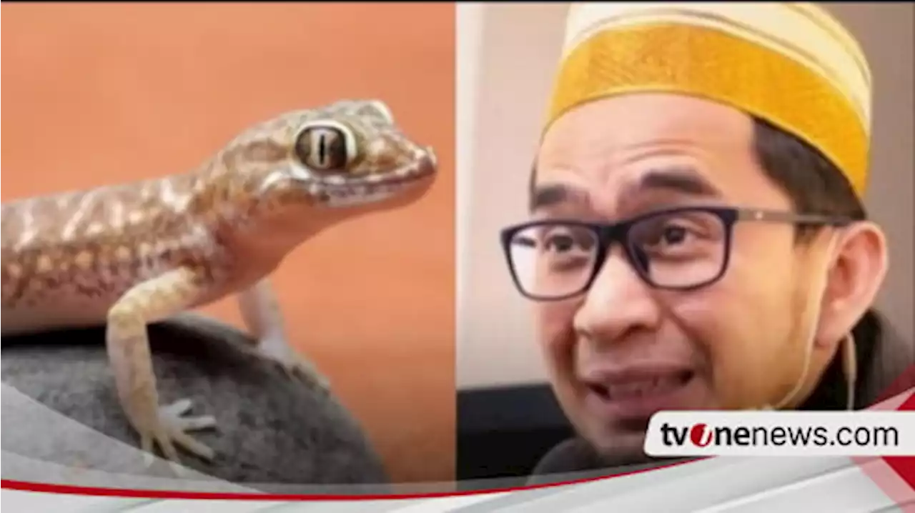 Lihat Cicak di Dinding Sebaiknya Segera Dibasmi? Ternyata Menurut Ustaz Adi Hidayat Hadirnya Cicak Justru Bisa Jadi Pertanda ini