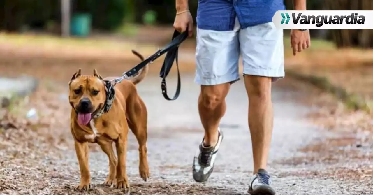 Registre obligatoriamente su perro &#039;potencialmente peligroso&#039; y evite una multa en Girón