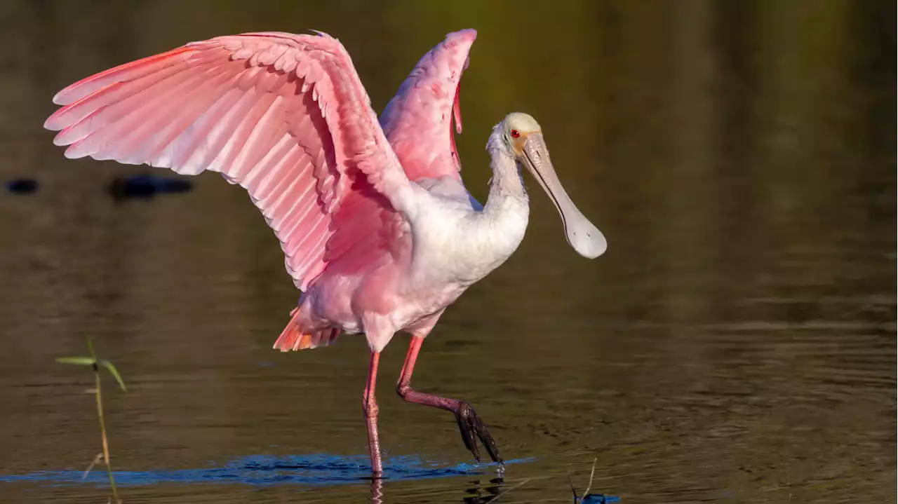 Roseate Spoonbill spotted in Wisconsin is first in 178 years