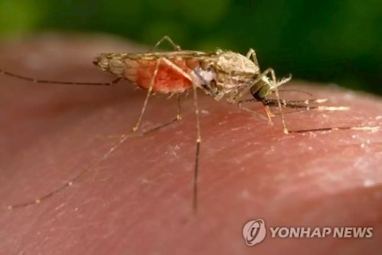 두번째 말라리아 백신 나올까…'임상1상 영아 면역반응 확인' | 연합뉴스