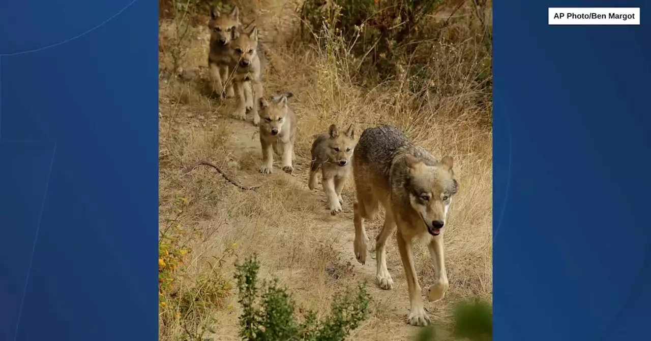 Researchers have identified a new pack of endangered gray wolves in California