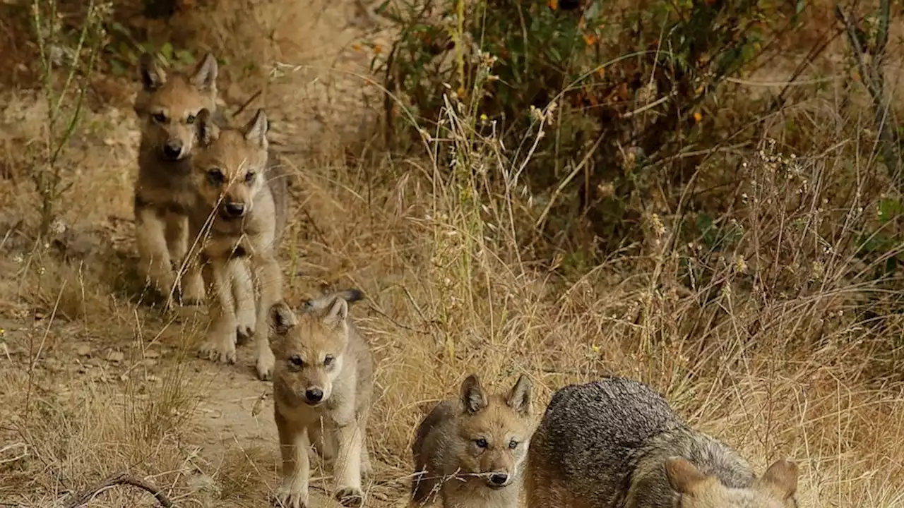 Researchers have identified a new pack of endangered gray wolves in California