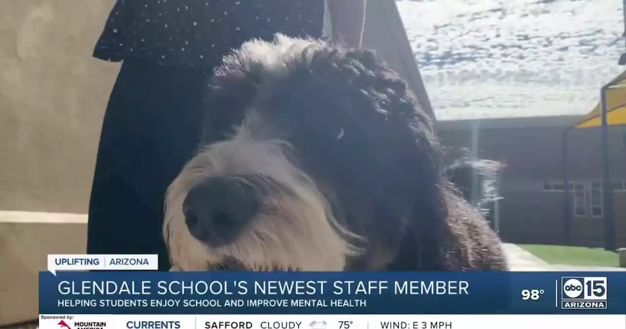 Meet the latest staff member at a Glendale school — a full-time therapy dog