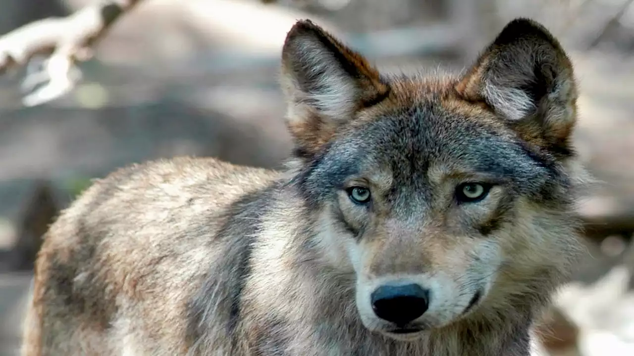 Researchers have identified a new pack of endangered gray wolves in California