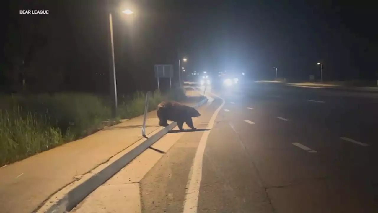 20 Bears struck and killed by vehicles in Tahoe in past 5 weeks, nonprofit says