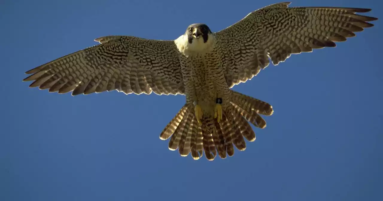 Population of Yukon River peregrine falcons nosedives