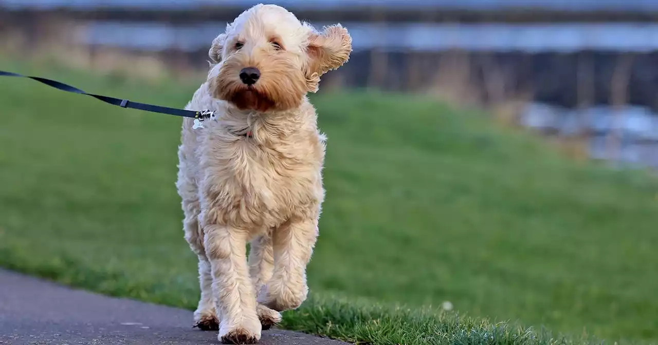 Northern Ireland weather forecast for the week ahead