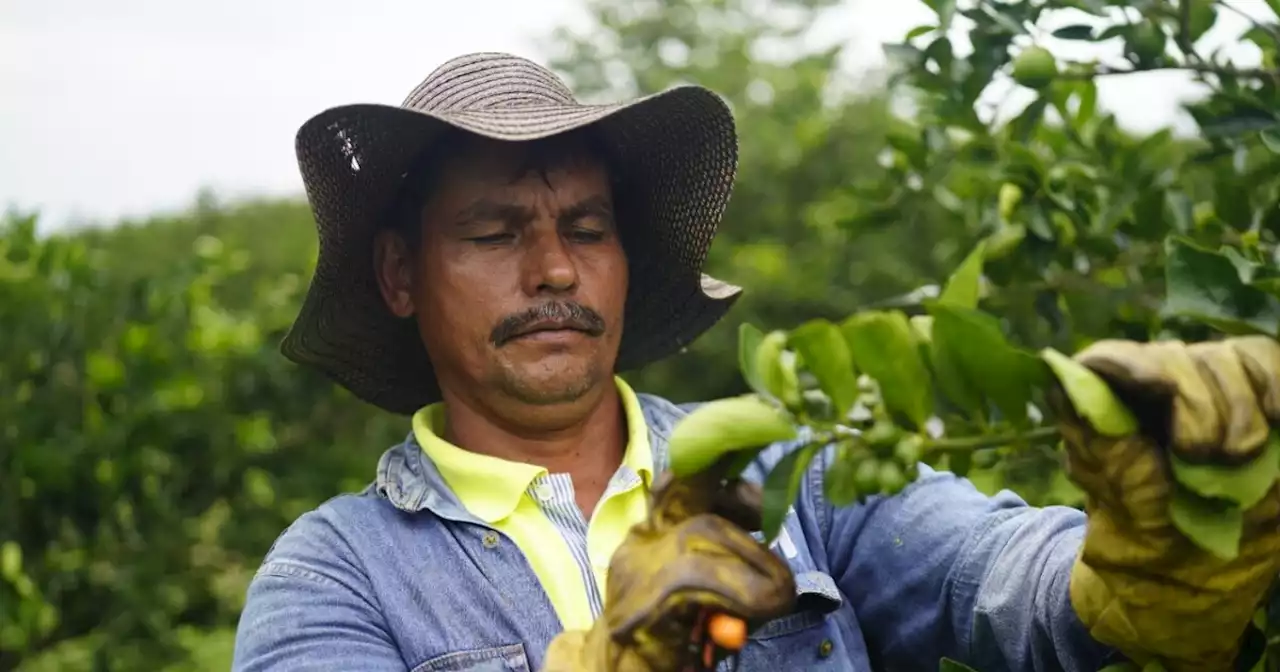 Cultivos de cítricos atacados por la enfermedad del HLB en Santander serán erradicados