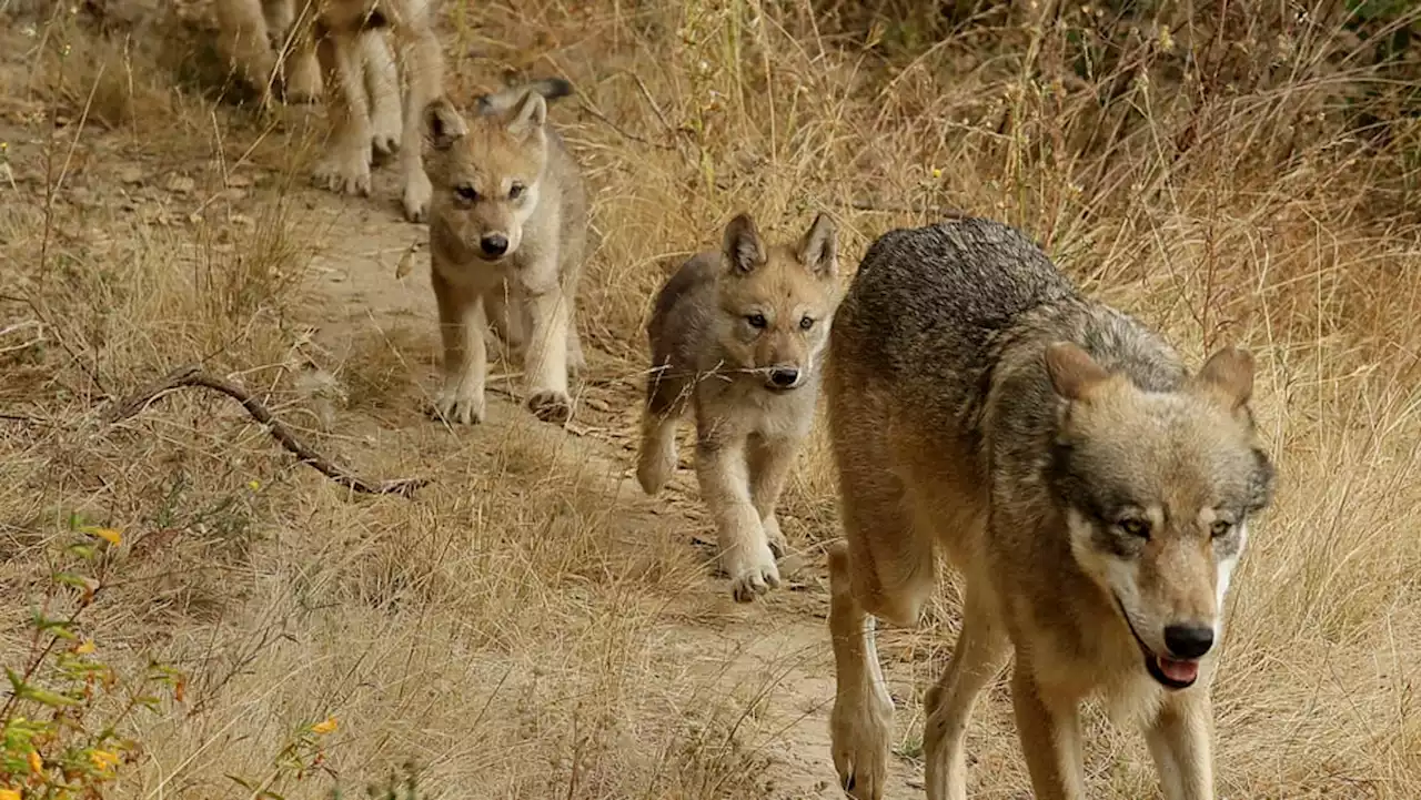 Researchers have identified a new pack of endangered grey wolves in California