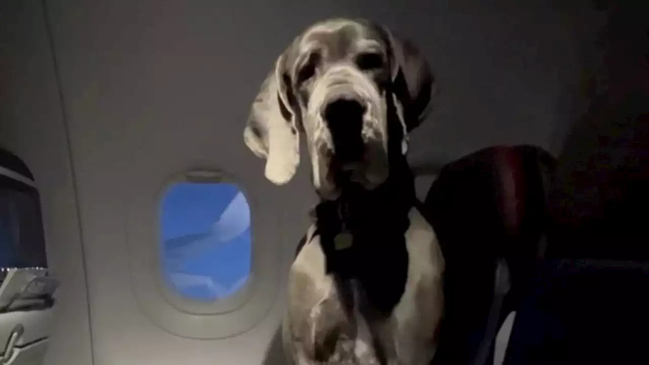 Man shocks airline passengers as his Great Dane flies cross-country, stretches out across two seats