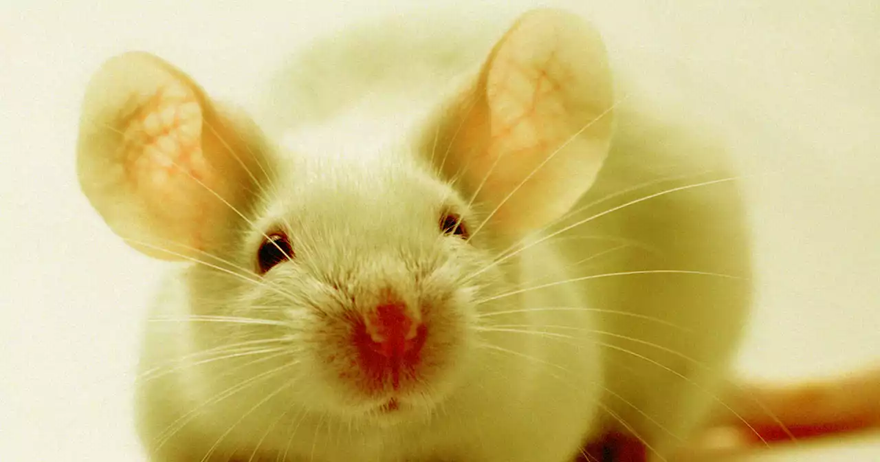 Scientists Successfully Reverse Hearing Loss in Mice