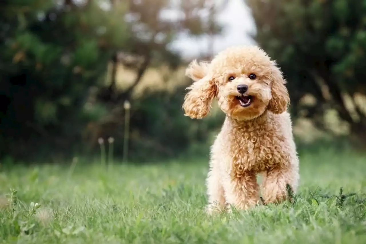 Here are 4 ways you can stop your dog's wee from damaging your garden lawn