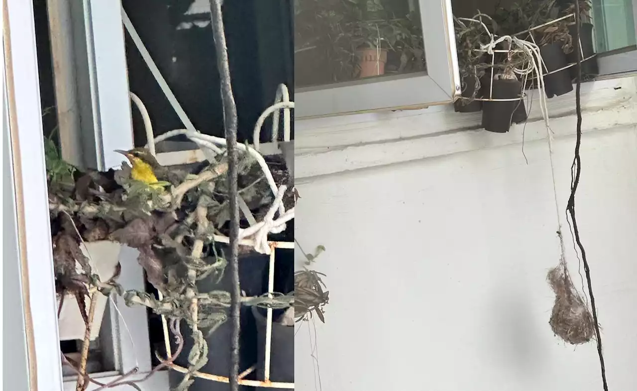 Online user saves baby bird caught on nest material, netizens praise the kindhearted act - Singapore News