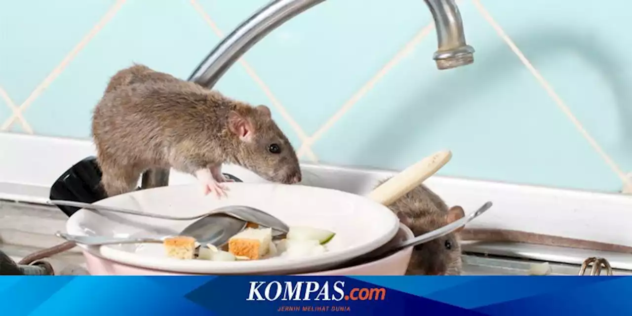 Cara Mengusir Tikus Pakai Cengkeh, Mudah Dilakukan