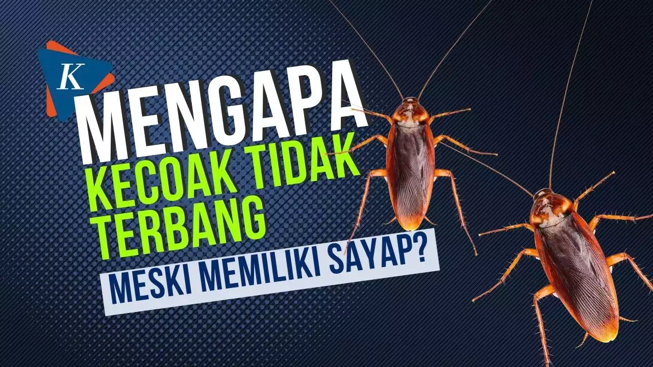 Mengapa Kecoak Tidak Terbang Meski Memiliki Sayap?