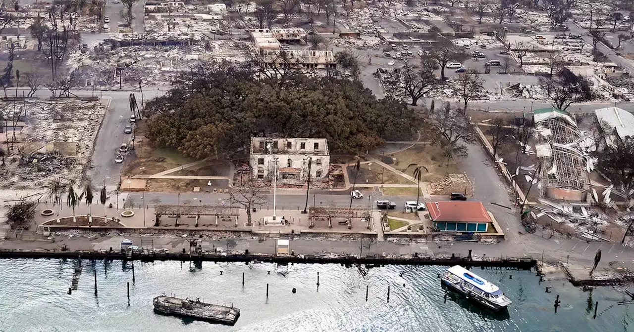 Scorched in Maui wildfire, Lahaina's historic banyan tree clings to life