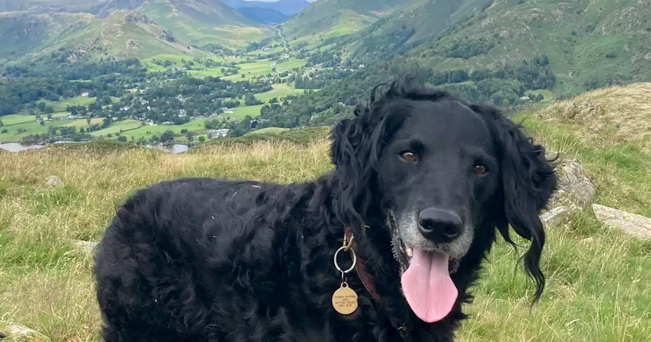 Dog rescued days after falling 120m from cliff - with help of Keir Starmer