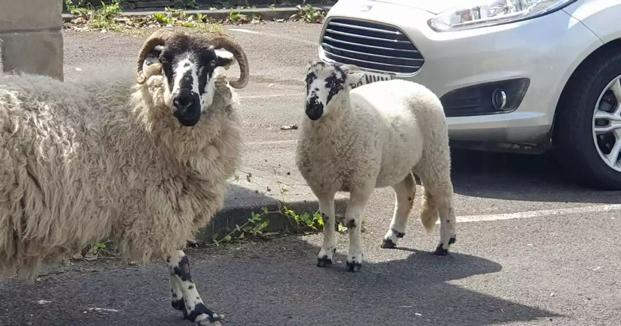 Sigh of relief as naughty sheep stay away for Rawtenstall in Bloom judging day