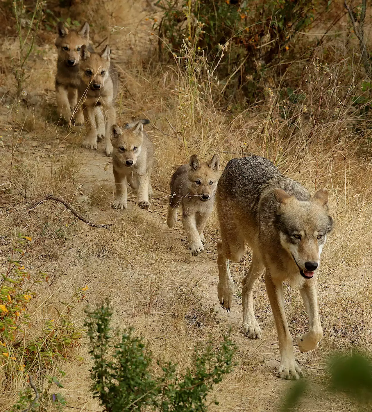 Researchers have identified a new pack of endangered gray wolves in California