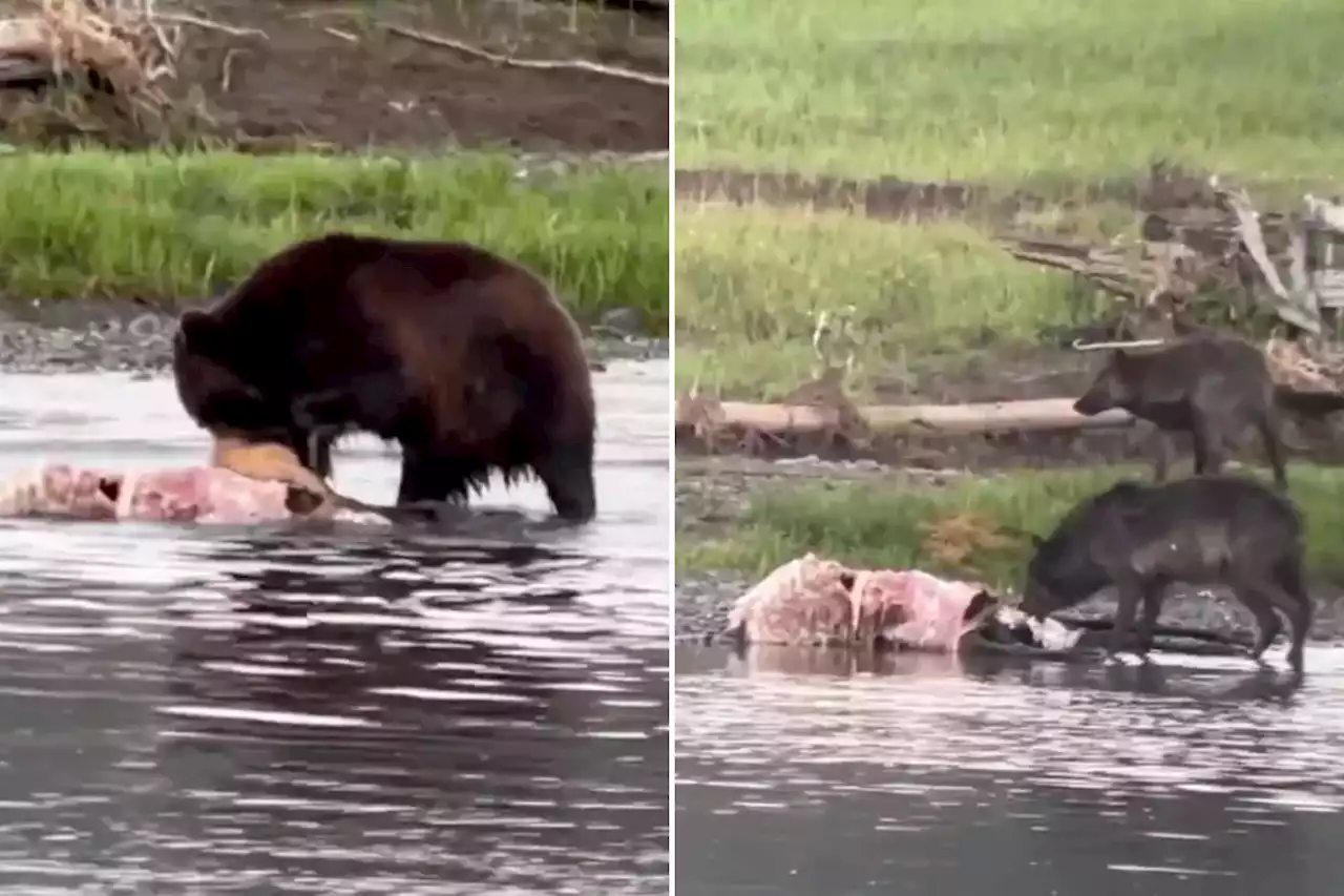 Grizzly bear, pack of wolves fight over elk carcass in Yellowstone National Park, video shows