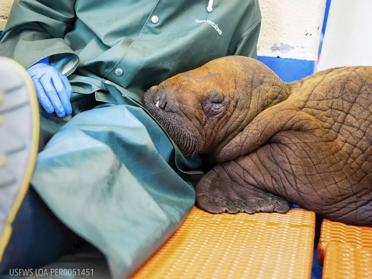 Pacific Walrus Calf Dies at Alaska SeaLife Center