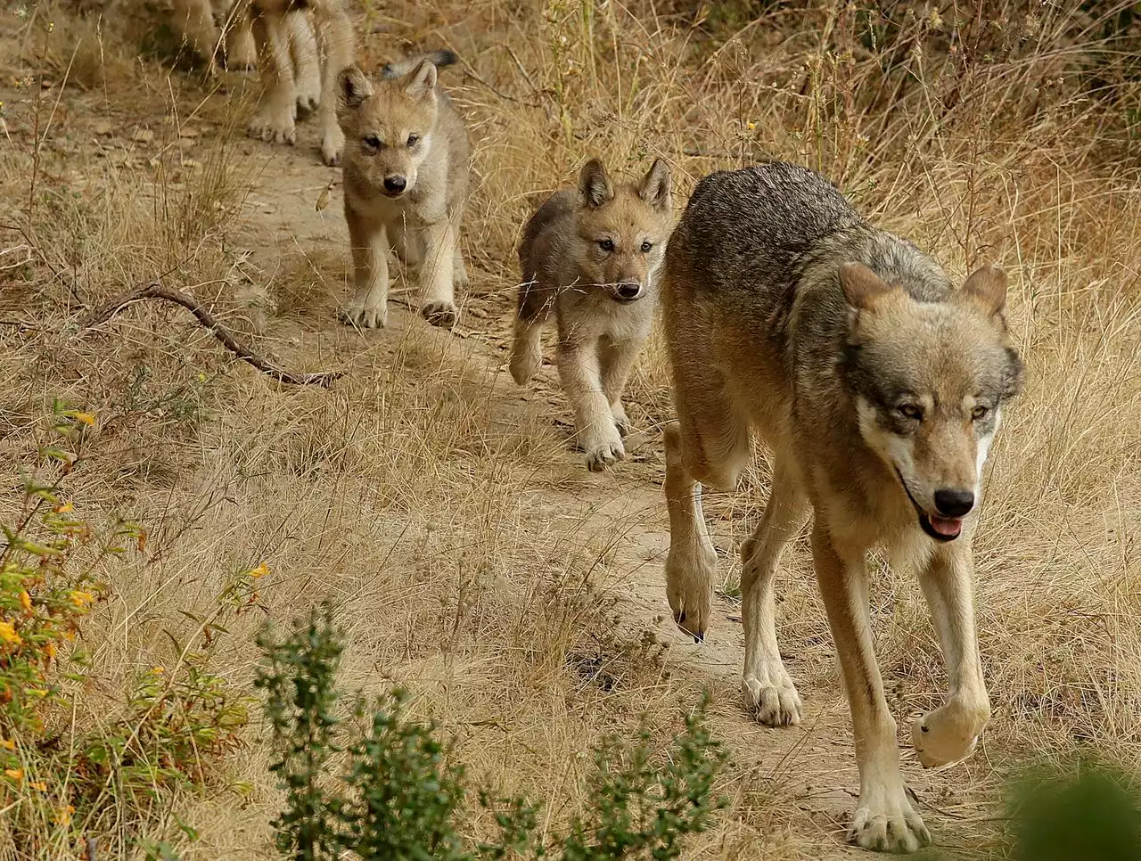 Researchers identify new pack of endangered gray wolves in California