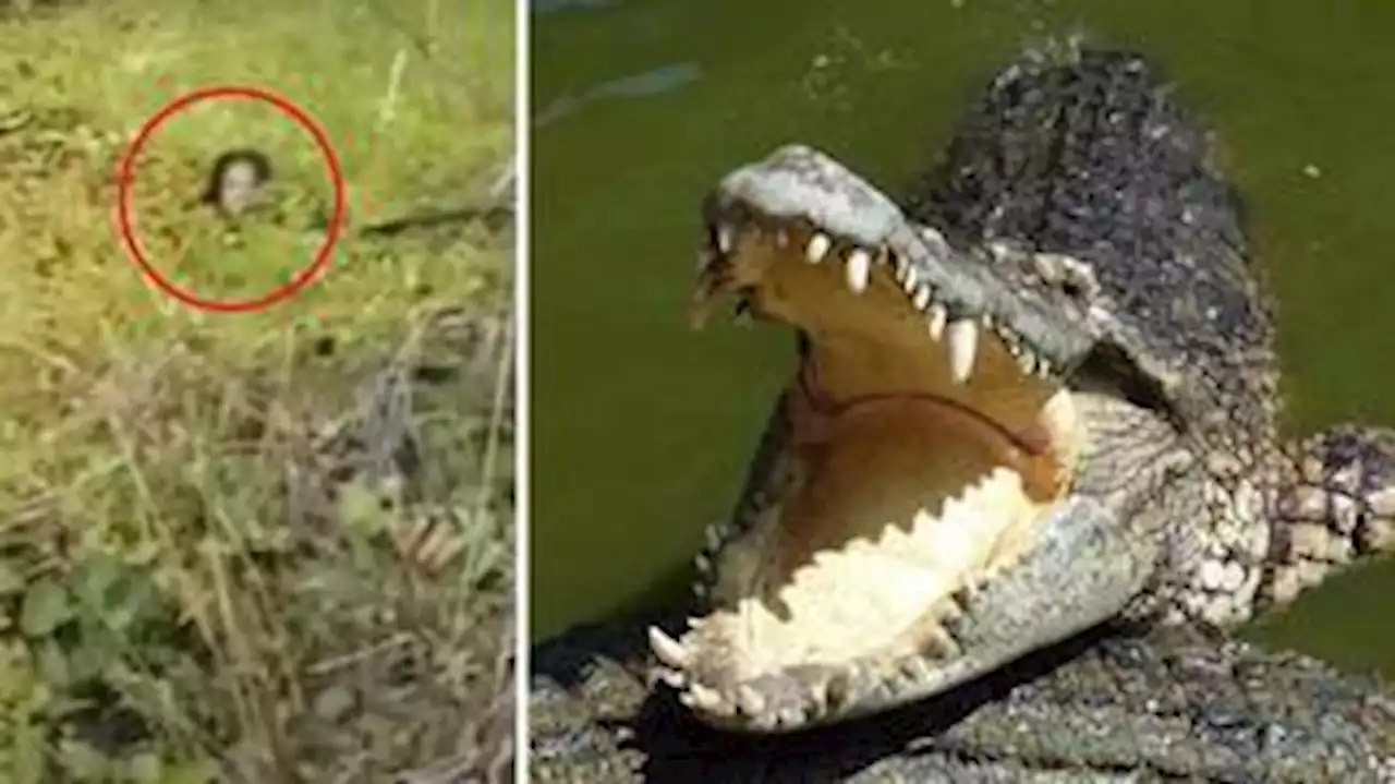 Mulher sobrevive por 90 minutos a ataque feroz de crocodilo gigantesco: 'Ainda posso vê-lo'