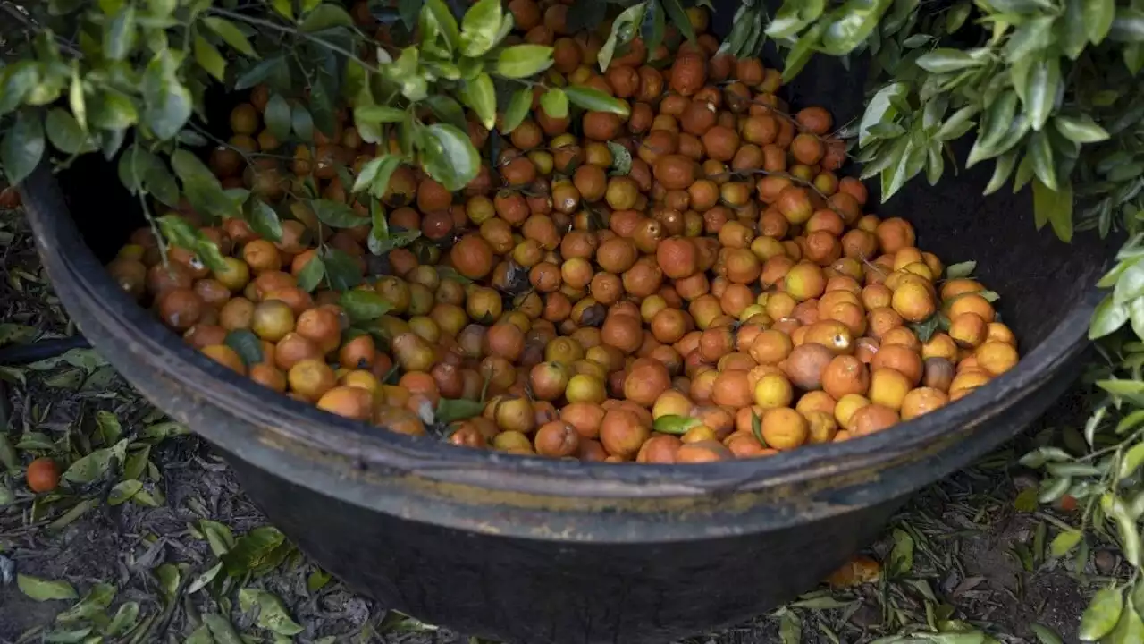 États-Unis: climat et maladie font s’envoler les cours du jus d’orange