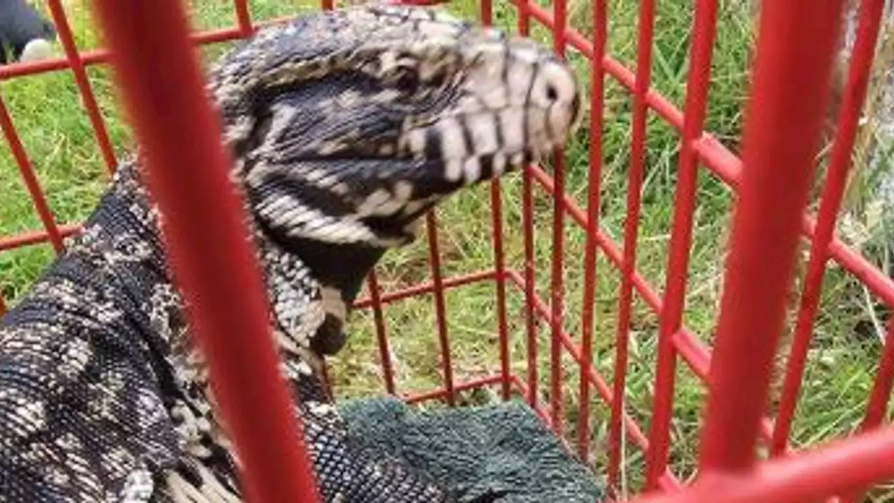 'Extremely large lizard' kept in dog kennel after being found in Guernsey