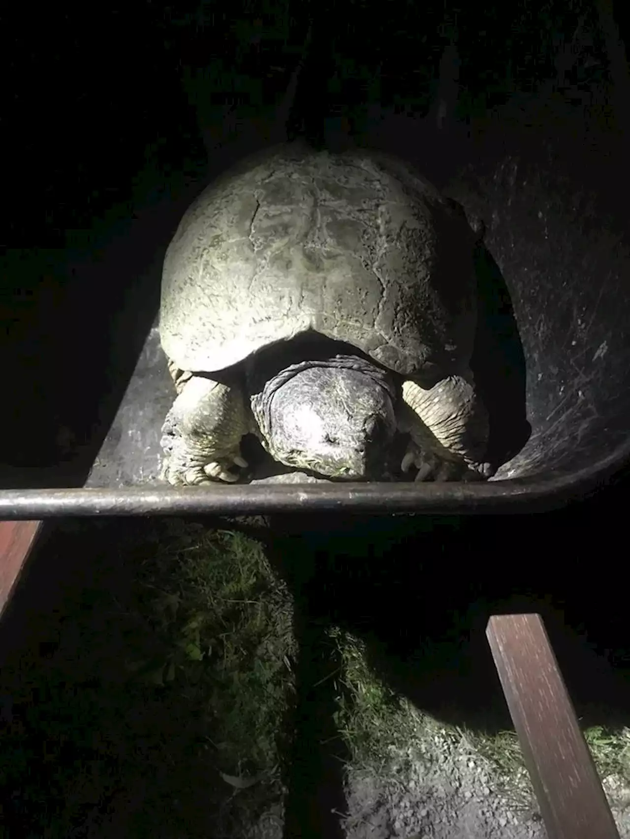 Ontario's Oldest Snapping Turtle Found Dead in Unusual Location