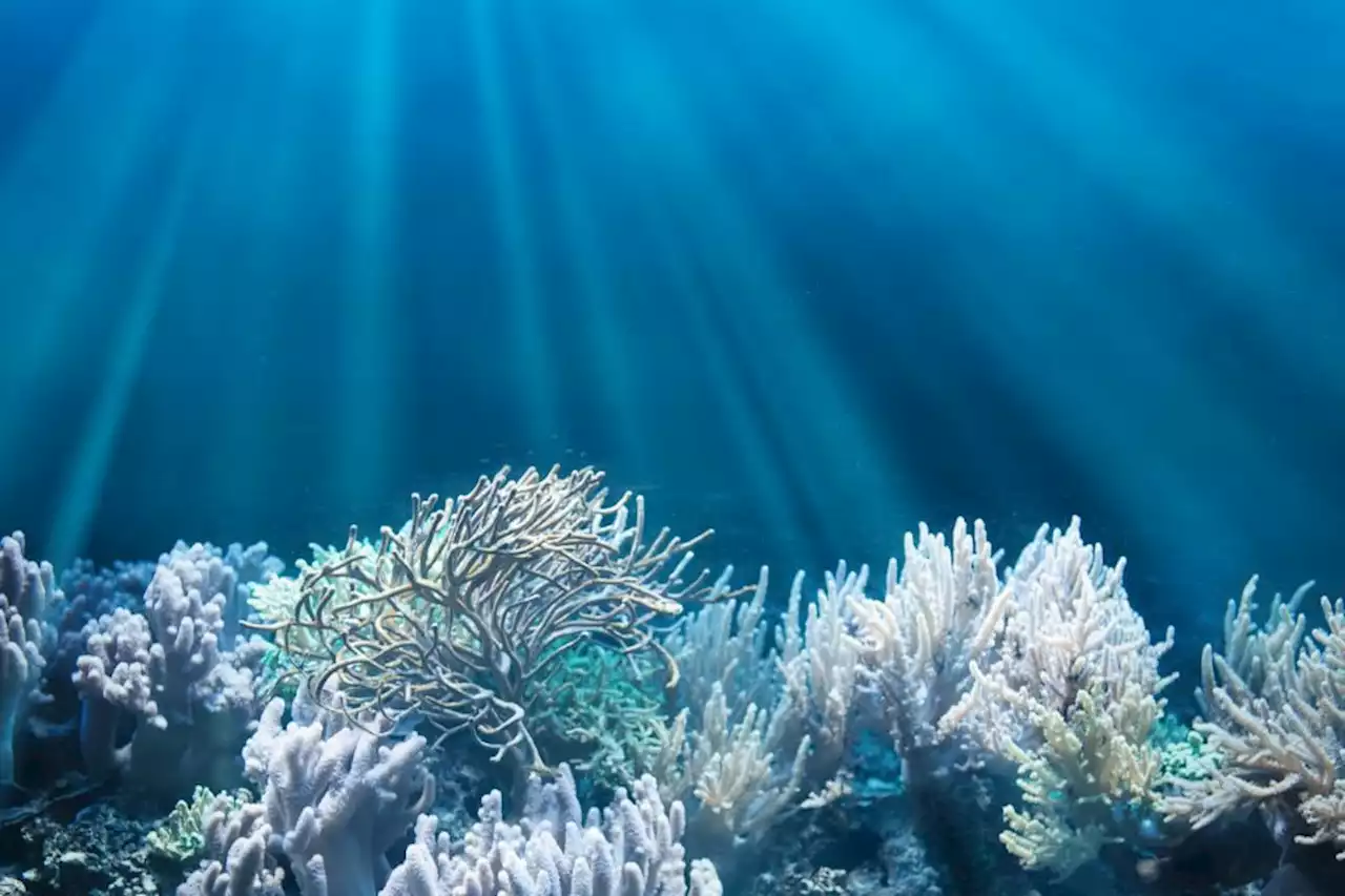 Ecossistema marinho totalmente novo é descoberto no oceano Pacífico