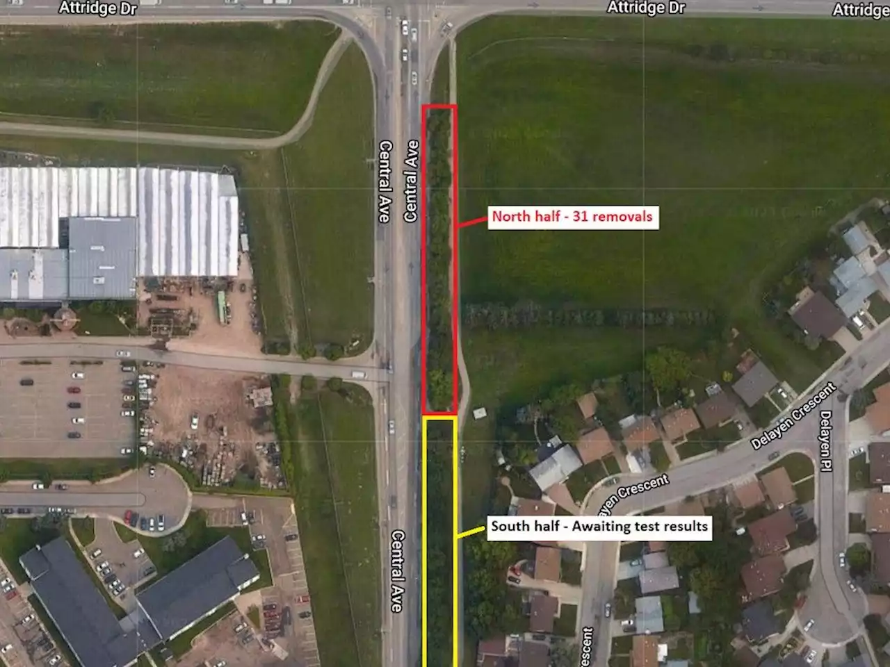 Saskatoon in brief: Dutch elm disease found in Forest Grove