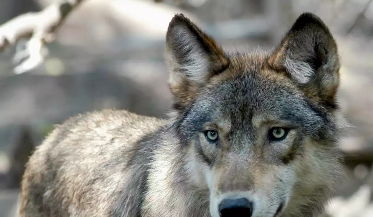 California wildlife officials say new gray wolf pack found in Sequoia National Forest