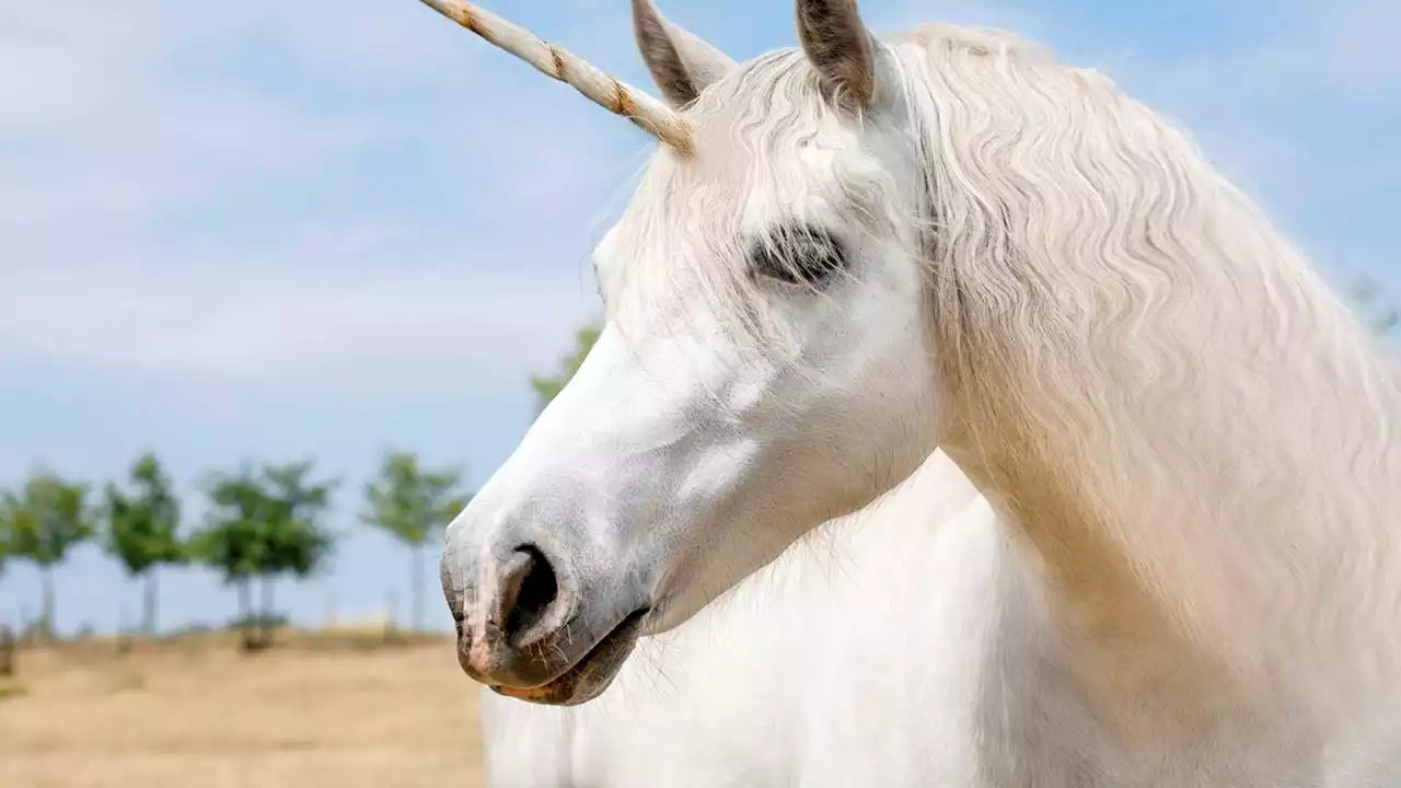 Today is the last day to visit Jacksonville’s Unicorn World