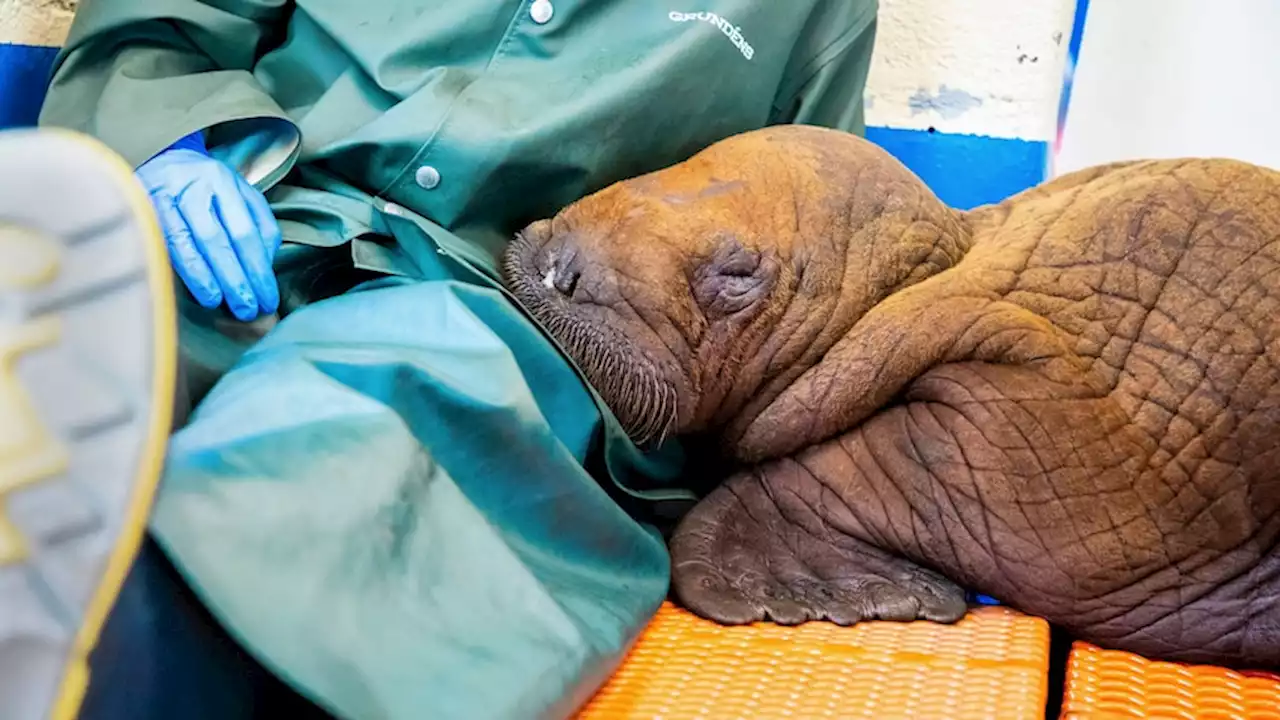 'Heartbroken': Rescued walrus calf who required 'round-the-clock cuddles' dies