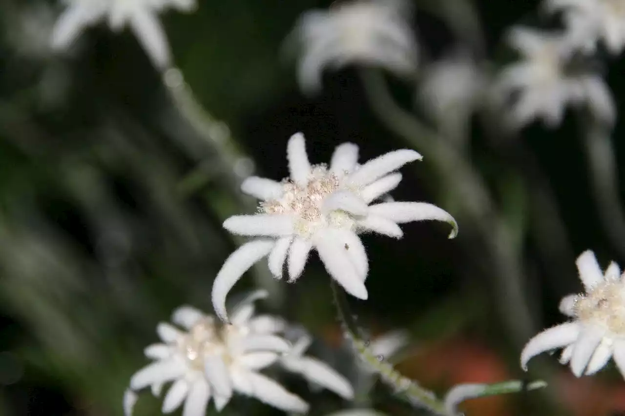 Savoie : des milliers de brins de génépi et des centaines de fleurs d'edelweiss saisis