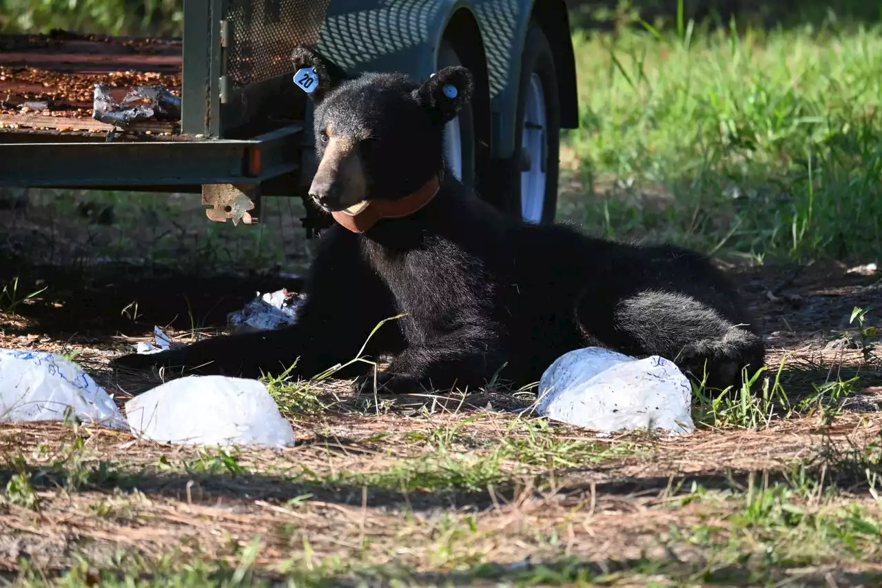 How researchers are helping to save and grow the black bear population in Alabama