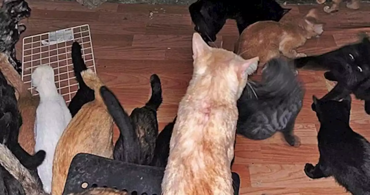 Neighbours raise a stink over woman rearing 40 cats in her Ang Mo Kio flat