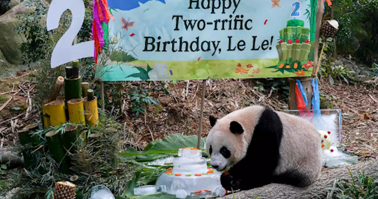 'Why can't we extend Le Le's contract?' Fans of Singapore's first panda cub bemoan his return to China