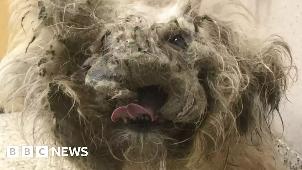 Abandoned blind and deaf dog's recovery a miracle, new owner says