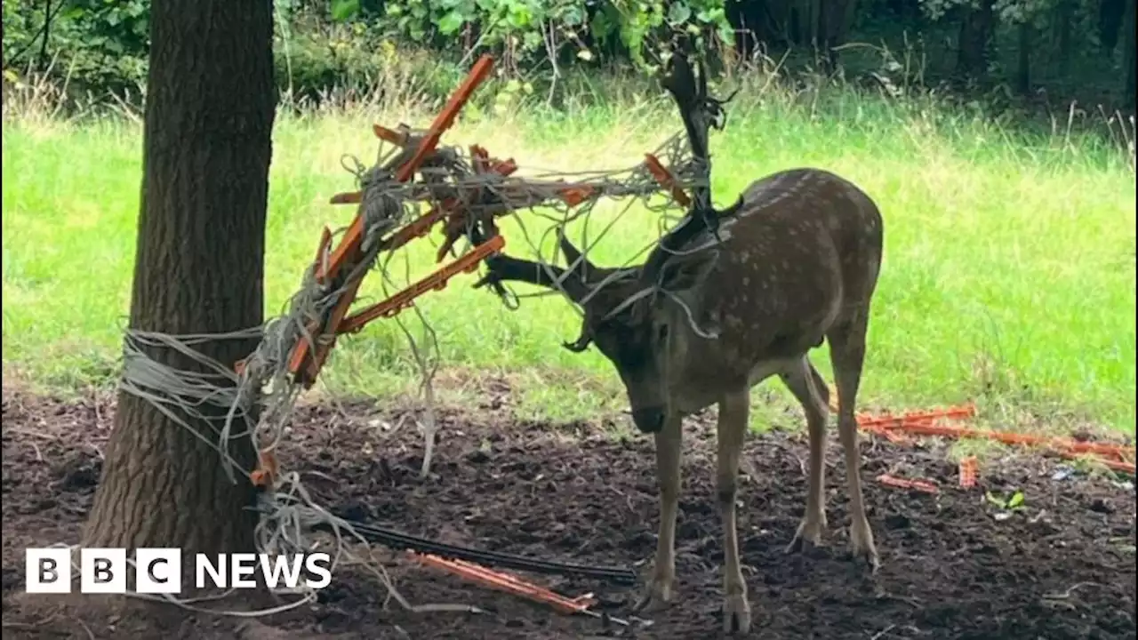 Deer tangled in fence rescued by firefighters