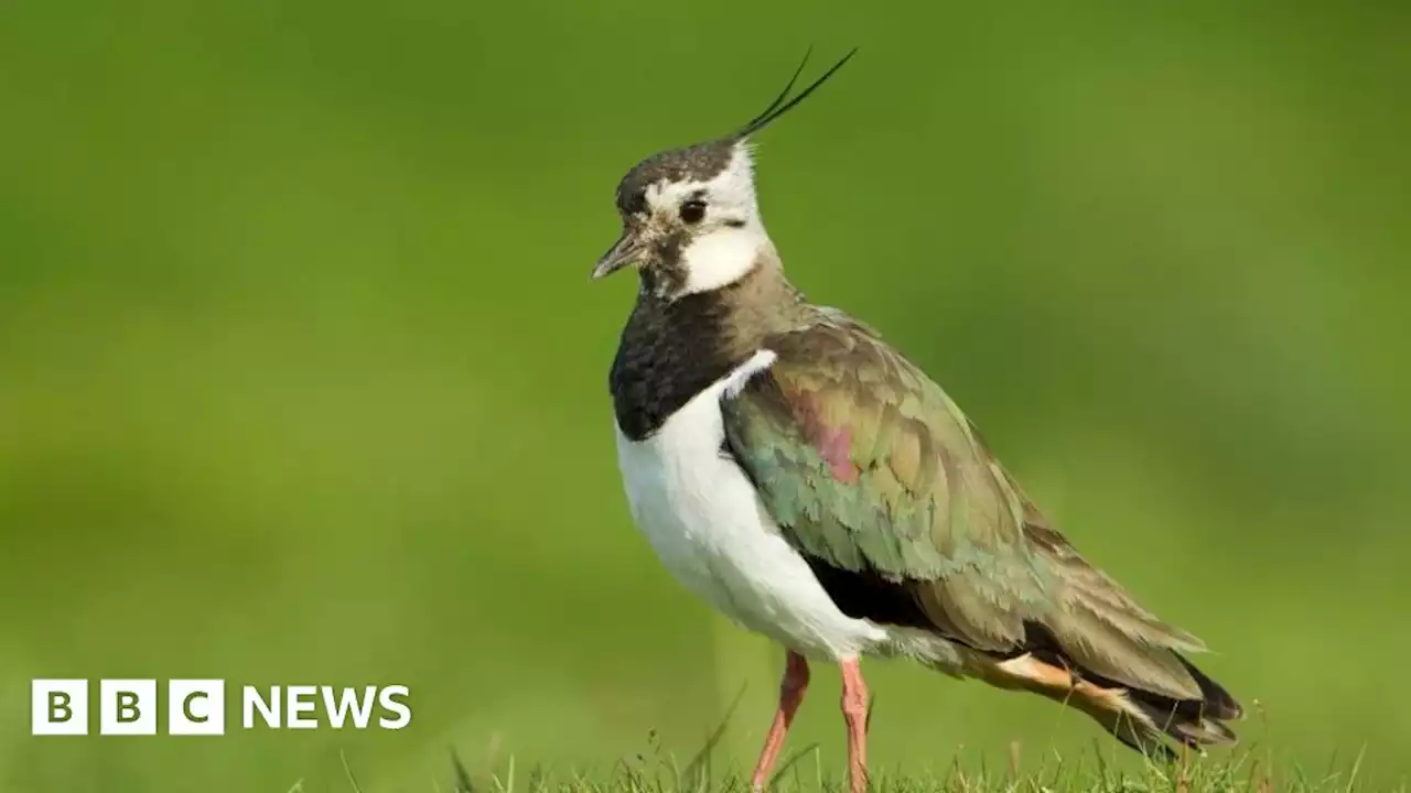 Endangered lapwing returns to County Down bog